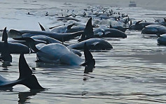 230条领航鲸搁浅澳洲海岸 大部分恐已死