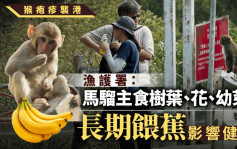 猴疱疹︱漁護署：猴子食物充足  餵飼屬「好心做壞事」