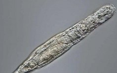 俄羅斯科學家復活逾兩萬年前微生物 解凍後可繁殖