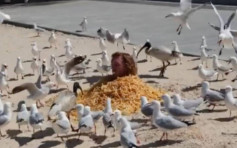 澳洲男花近六千元買薯條「活埋」自己 引海鷗狂啄捱轟