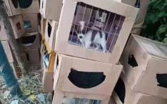 上海大量活寵物盲盒被遺棄路邊 警方與救援機構已妥善處理