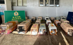 水警海關再破走私寵物集團 揭75貓狗擠困於13個籠內