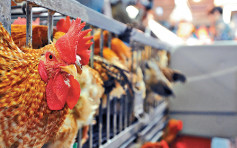廣東現H3N8病例 專家：禽流感可能再催生大流行