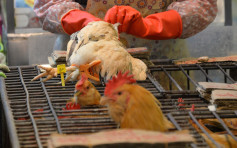 曾往深圳7岁童感染H9禽流感 当地家居有散养家禽
