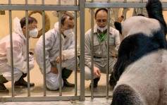 大陆专家研判大熊猫「团团」不宜开刀 同意台方舒缓疗法