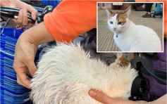 大埔街市猫疑遭虐待 被浸不明液体「黐立立」