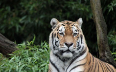疫情下資金緊絀 印尼動物園擬殺鹿餵飼虎豹