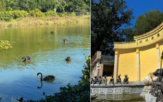 北京圓明園︱4隻野生黑天鵝遇害  兇手原來是流浪狗