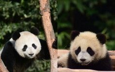 中国相隔62年 再送两大熊猫赴俄