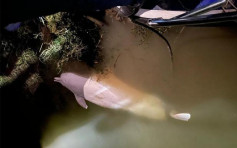 中華白海豚誤入東江擱淺亡 將製標本研究