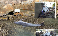 西贡深水湾发现3海豚搁浅 死因有待确定