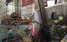 【武漢肺炎】海鮮市場再被揭售野生動物 包括箭豬梅花鹿