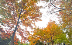 赏红叶季节 元朗大榄郊野公园枫香林转红