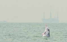 中华白海豚仅37条出生率和存活率同偏低 学会：情况令人担忧