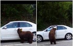【去片】加州棕熊2度成功開車門 車主嚇壞駕車落荒而逃