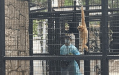 动植物公园9猴死亡｜周一再多一只白面僧面猴死 政府召跨部门会议