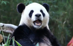 网传山东大熊猫银柯消瘦乞食 官方：发情活动量增加