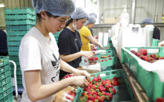 澳洲士多啤梨藏针案越南裔妇还押  疑与农场雇主积怨