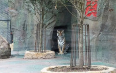 四川动物园老虎被3狮撕咬吞食 疑「越界」导致 