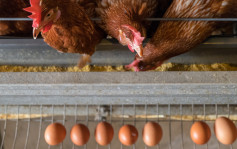 智利及德國部分地區爆禽流感  食環署暫停進口其禽肉和禽類產品