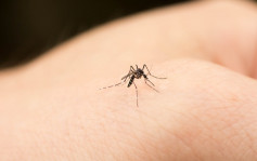 16歲青年上月遊泰國蘭達島  多番被蚊叮同時感染寨卡及登革熱