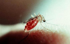 18年首宗︱台灣爆瘧疾死亡個案  男子往尼日利亞後感染發病6天後亡