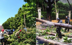 深圳城管局指未來一周為塌樹危險期