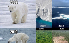 冰川消逝北极熊瘦如柴 地球10年间面目全非