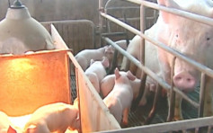 【非洲猪瘟】万洲旗下屠场30头猪染病死亡