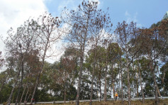 吐露港公路130棵松樹枯萎 路政署下月夜間斬樹