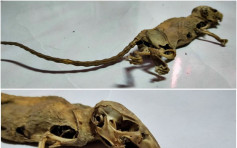 【慎入】台男執房發現完整老鼠乾屍 網民：似足恐龍化石