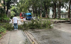 元朗林锦公路大树塌下 行车受阻