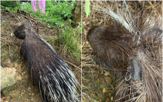 西貢箭豬路過草叢遭鋼線勒斃 警列屍體發現