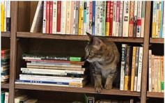 日书店世界猫日开张 特聘流浪「喵星人」当店员