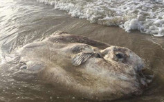 昆士兰海滩惊现巨形怪鱼 如被压扁的牛