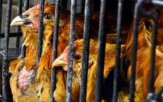印度30地区爆H5N1及H5N8禽流感 港暂停进口禽类产品
