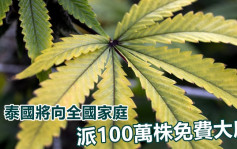  泰國6月將派發100萬株免費大麻 鼓勵民眾自行種植