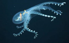 渾身透金光 深海「幽靈」玻璃章魚首現身