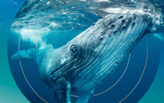 比特币神秘大户被称「鲸鱼先生」 日日扫货 累购逾5.4万枚 价值料超过289亿