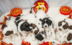 海關8隻萌爆搜查犬 向香港市民拜年︱Kelly Online