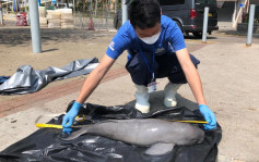 南丫岛鹿洲村对开海面 发现初生江豚尸体