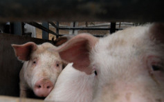 【非洲猪瘟】广东惠州爆发疫症 11只猪发病死亡