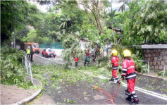 暹芭袭港｜政府收45宗塌树报告 3市民风暴期间受伤送院