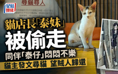 九龙湾泰国餐厅猫店长被偷  店主望贼人归还