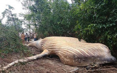亚马逊丛林惊现10吨重11米长座头鲸尸体
