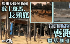 广州长隆现动物大迁徙奇观  数十斑马、长颈鹿「丧跑」避雨｜有片