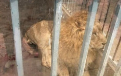 闽4A级动物园狮子尾巴折断血染一地　网民怒斥虐待动物