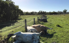 澳洲农场6只牛发胀离奇死亡 专家：被雷劈死