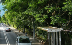 果子貍疑過馬路遭輾斃