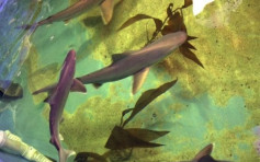 美漢地下室偷養10條鯊魚 官員：事件罕見